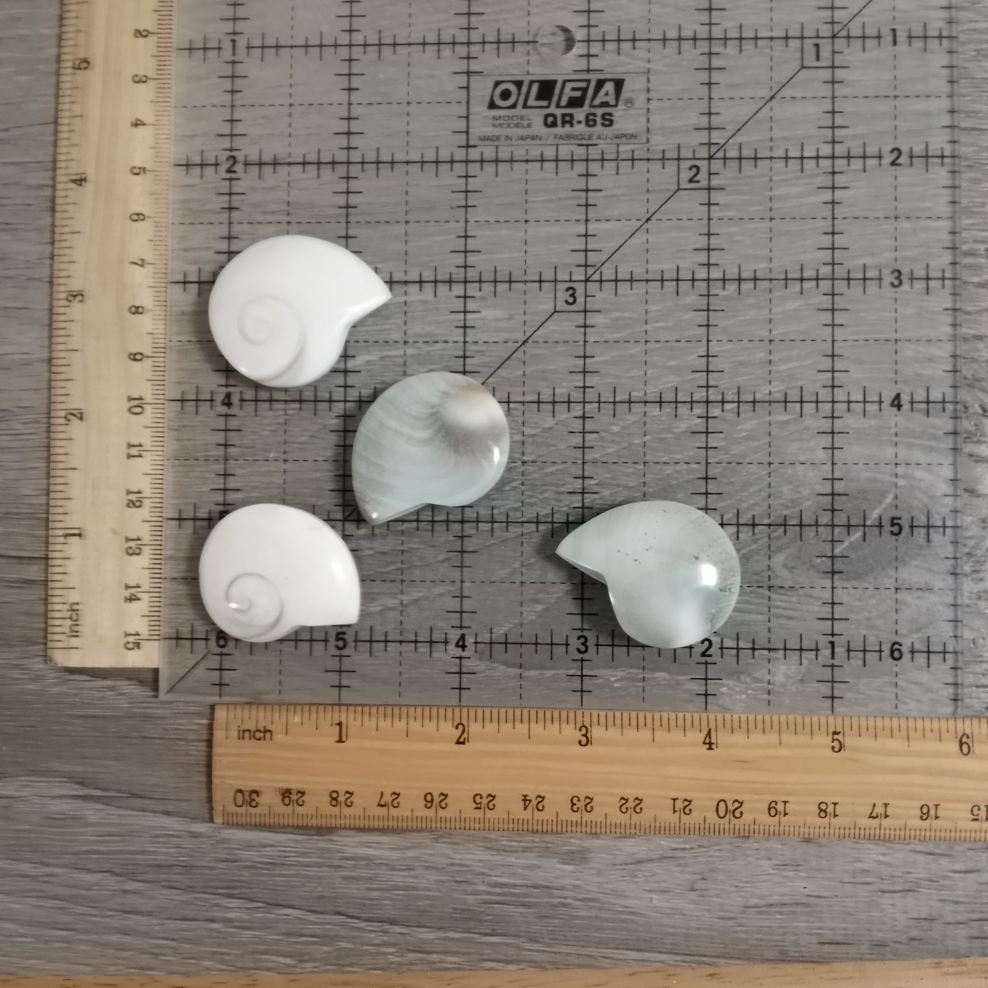 Shiva Shell Ammonite Shaped