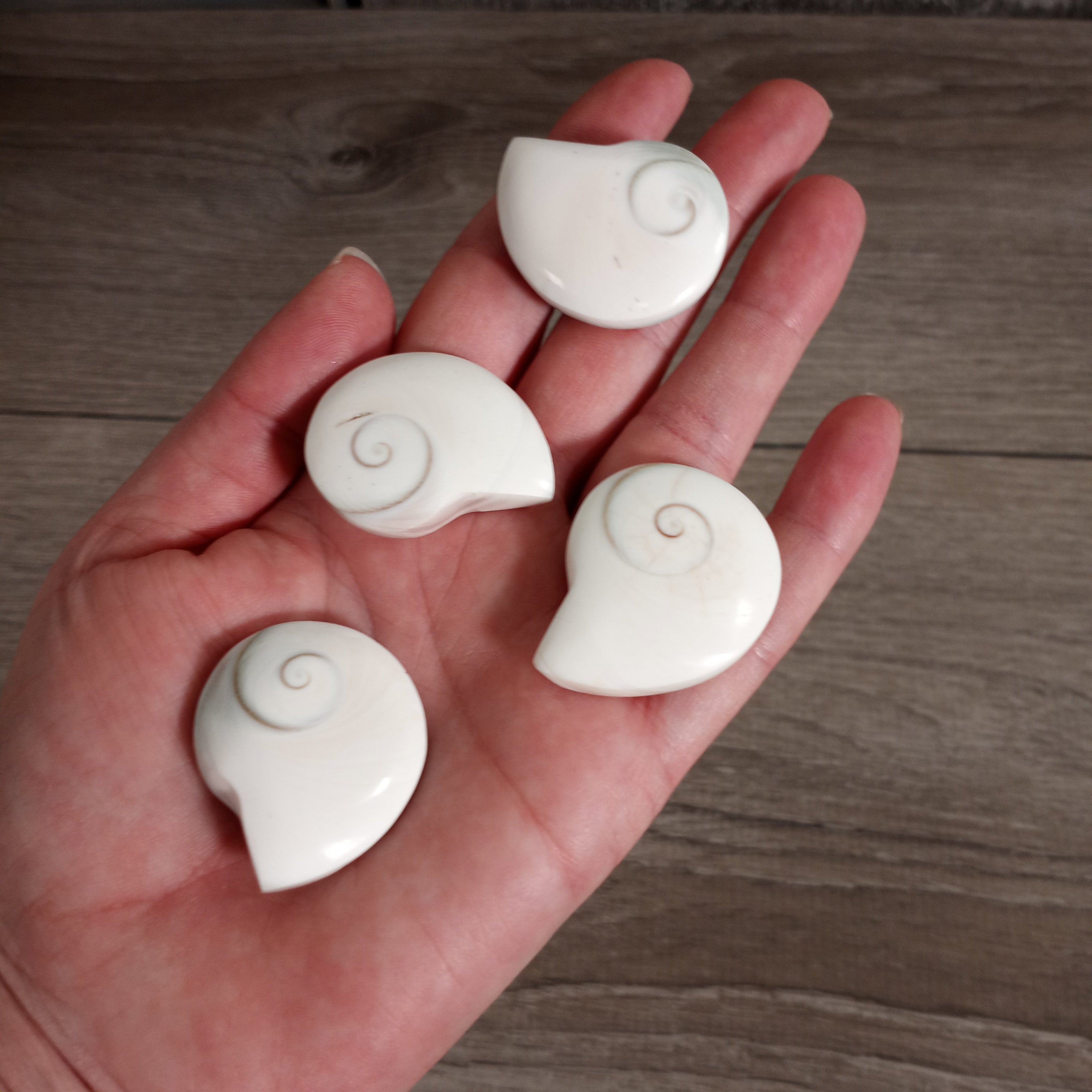 Shiva Shell Ammonite Shaped