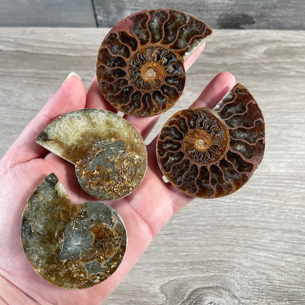 Ammonite Fossils – Natural Prehistoric Shell Specimens for Collectors & Decor