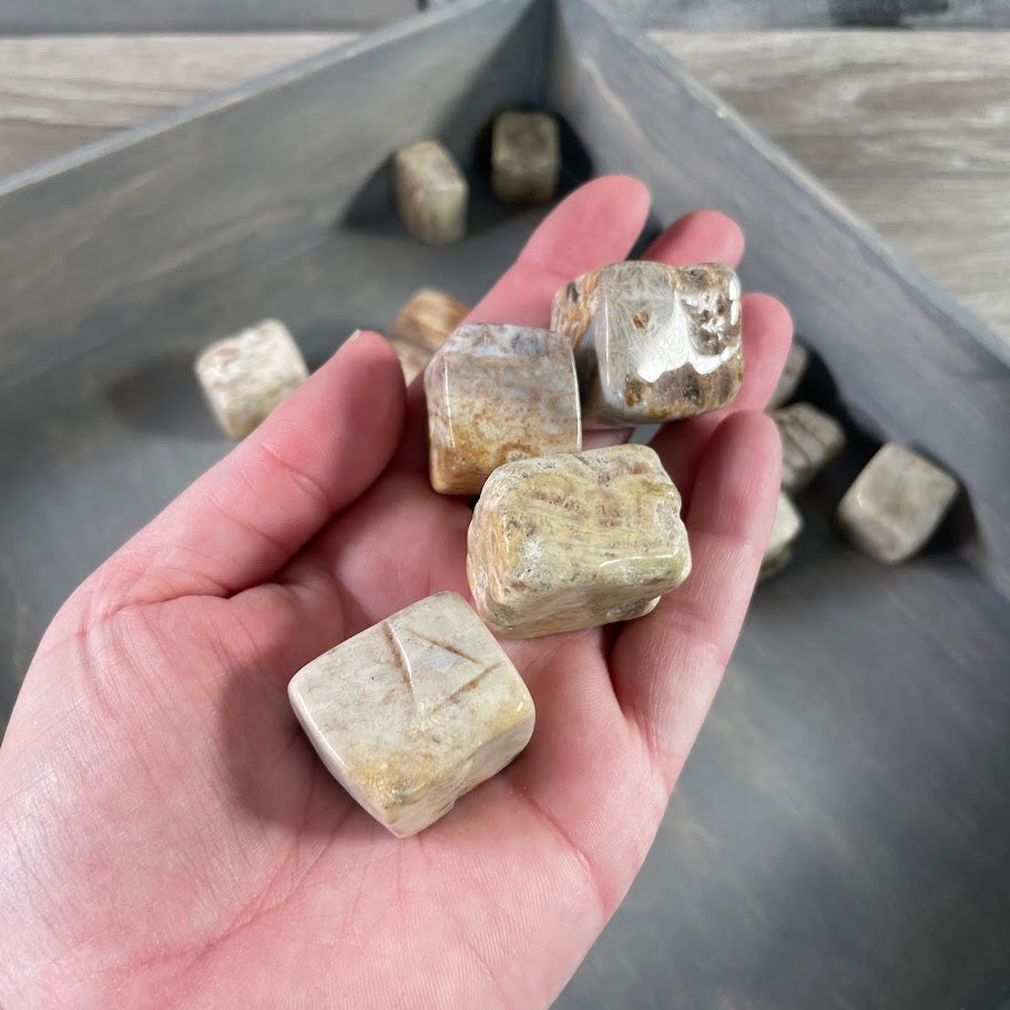 1 lb fossil coral tumbled stones with ancient patterns