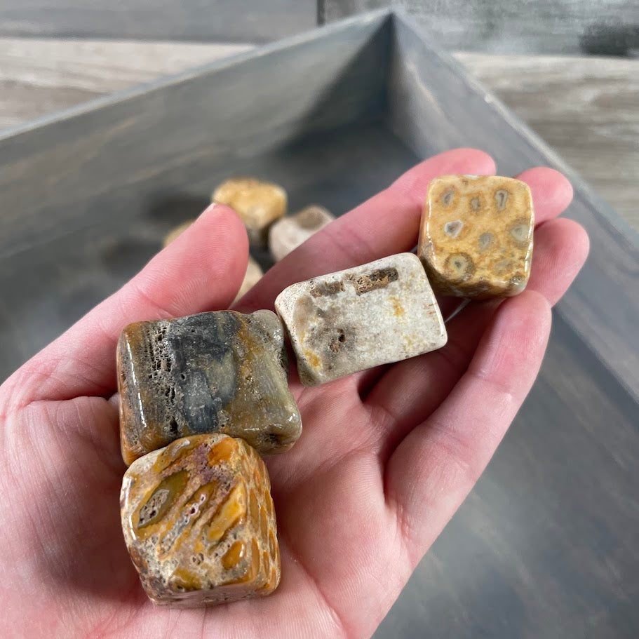 Fossil Coral Tumbled Stones – Cubic Style | 1 Pound Bulk Lot