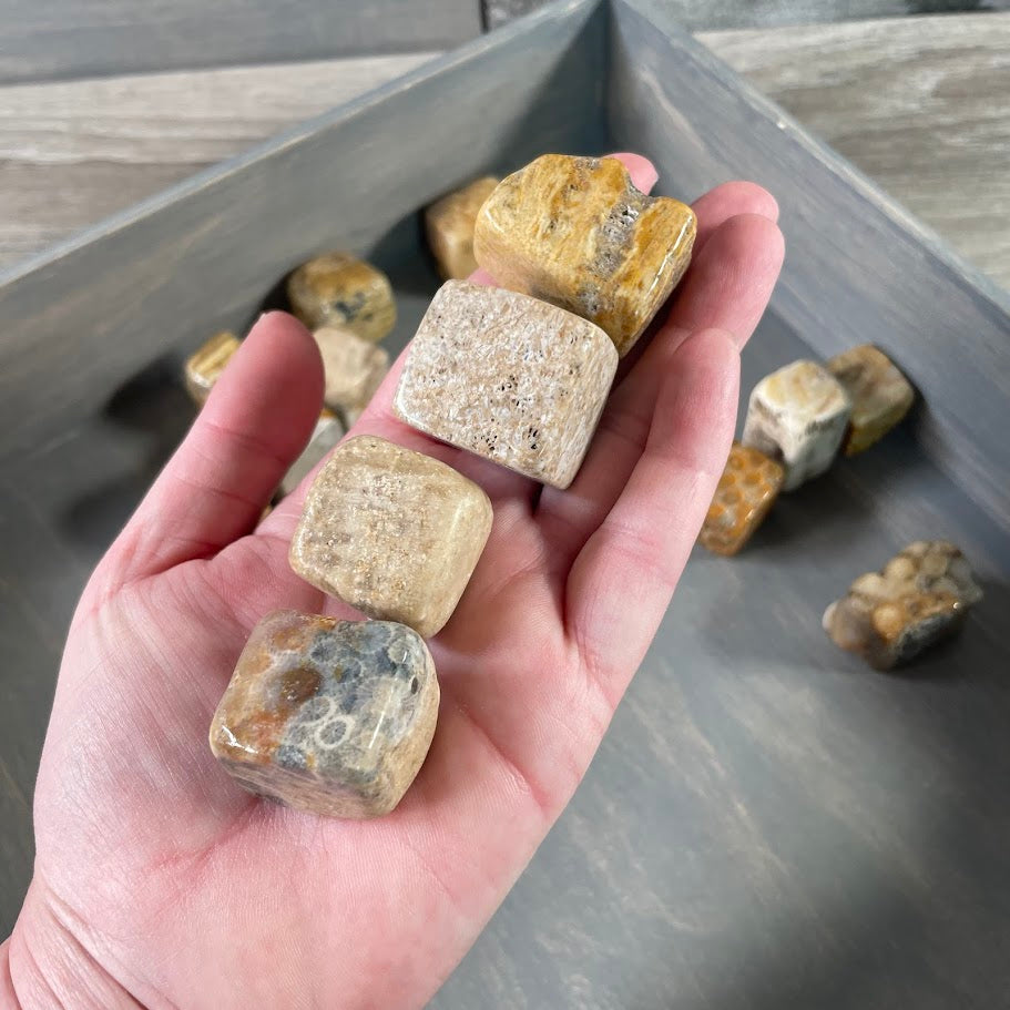 Fossil Coral Tumbled Stones – Cubic Style | 1 Pound Bulk Lot