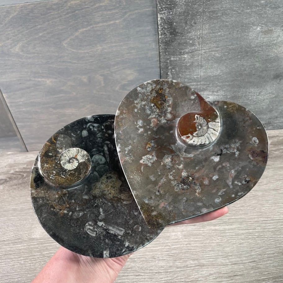 Ammonite Fossil Bowls in Unique Shapes – Wholesale Decor