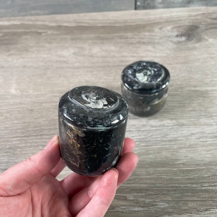 Ammonite Fossil Bowls in Unique Shapes – Wholesale Decor