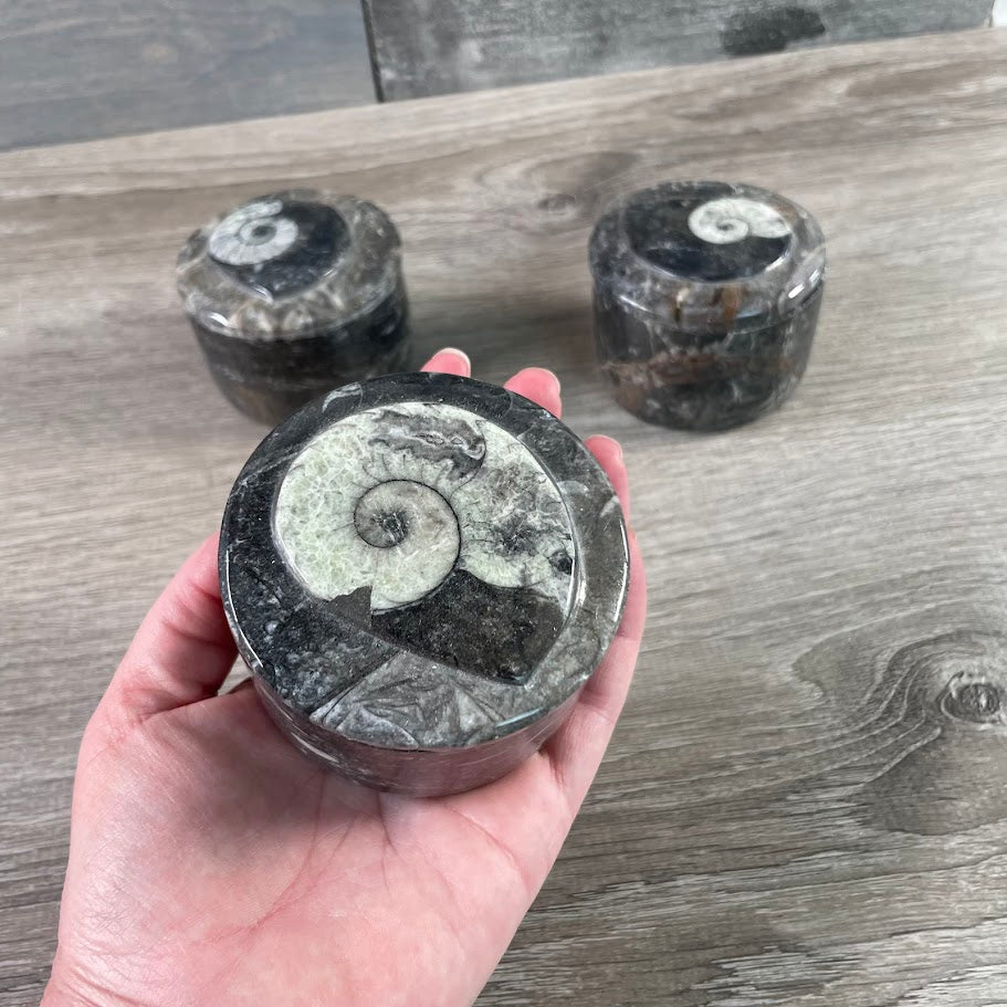 Ammonite Fossil Bowls in Unique Shapes – Wholesale Decor