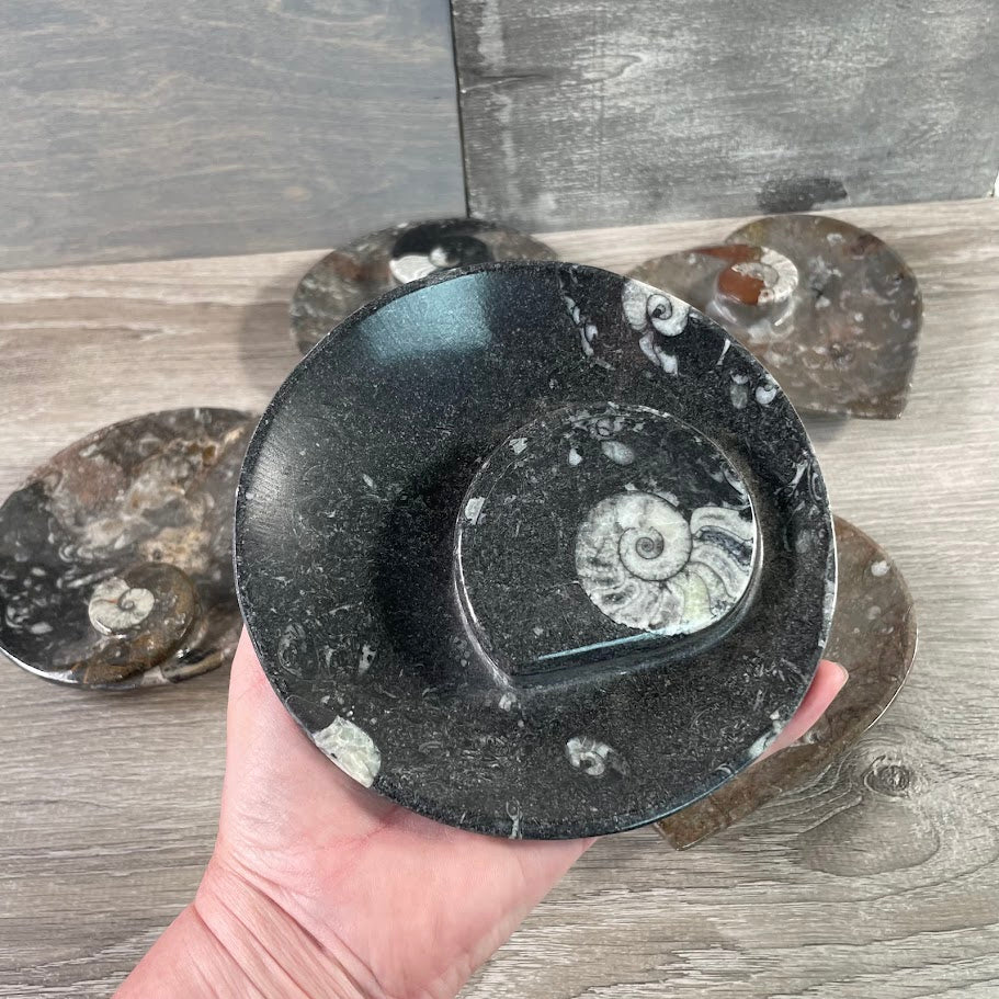 Ammonite Fossil Bowls in Unique Shapes – Wholesale Decor