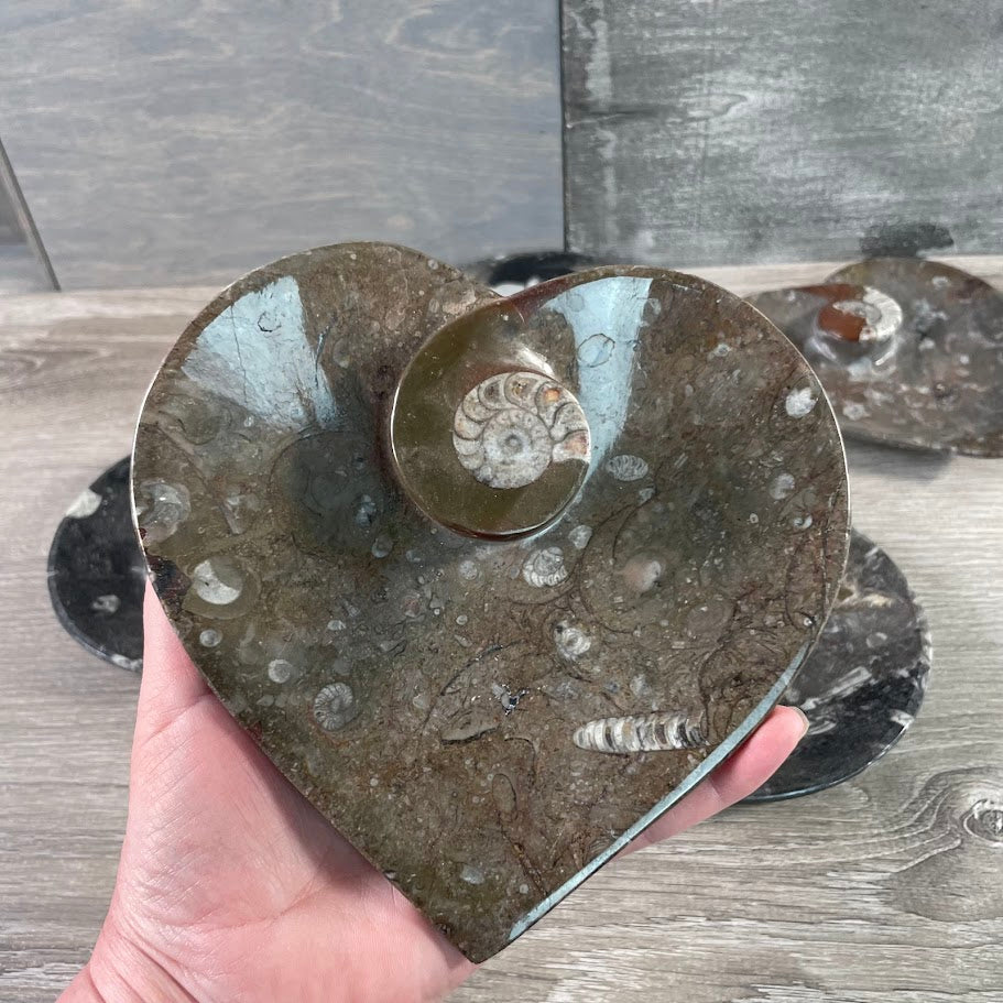 Ammonite Fossil Bowls in Unique Shapes – Wholesale Decor