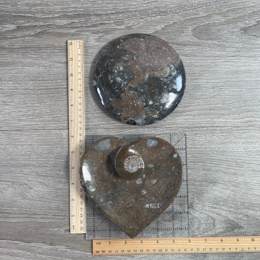 Ammonite Fossil Bowls in Unique Shapes – Wholesale Decor