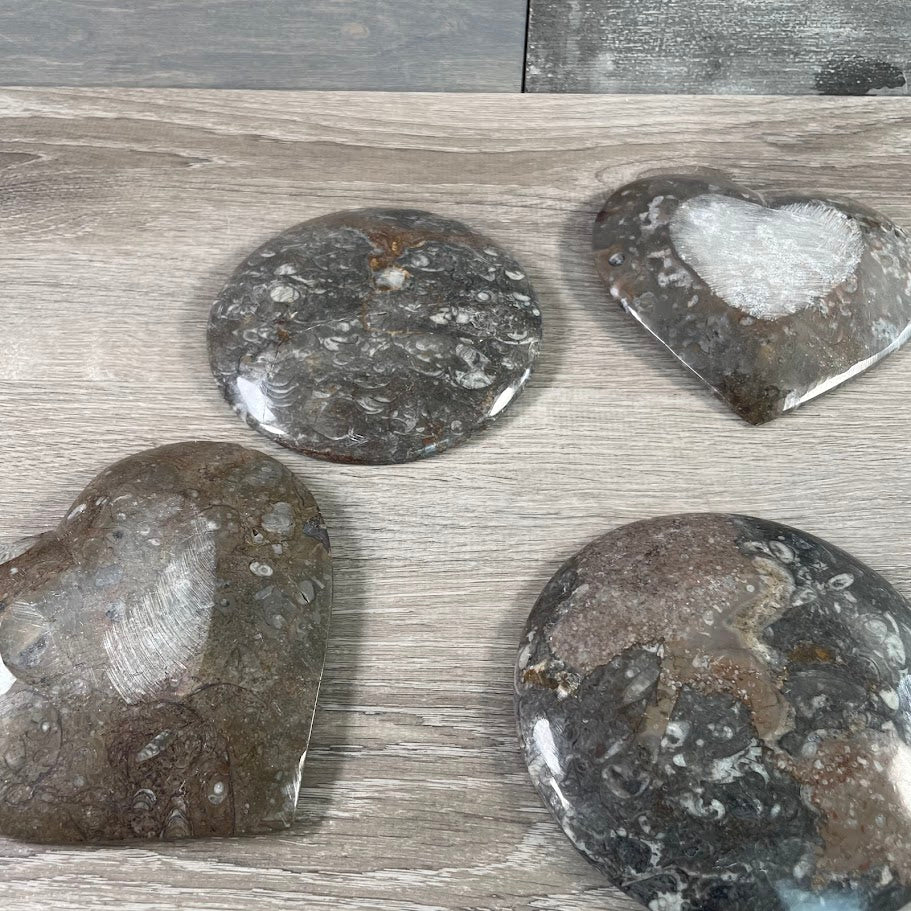 Ammonite Fossil Bowls in Unique Shapes – Wholesale Decor