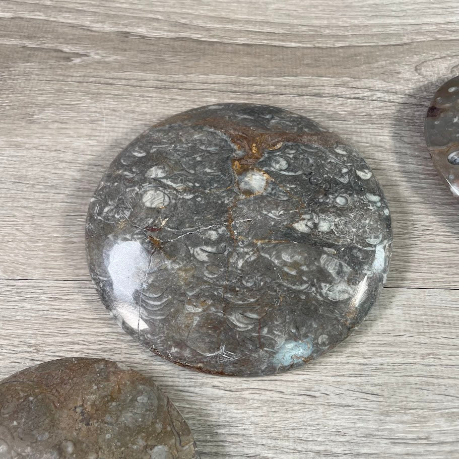 Ammonite Fossil Bowls in Unique Shapes – Wholesale Decor