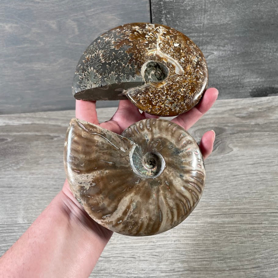 Natural ammonite fossil slices for crystal shops and metaphysical stores