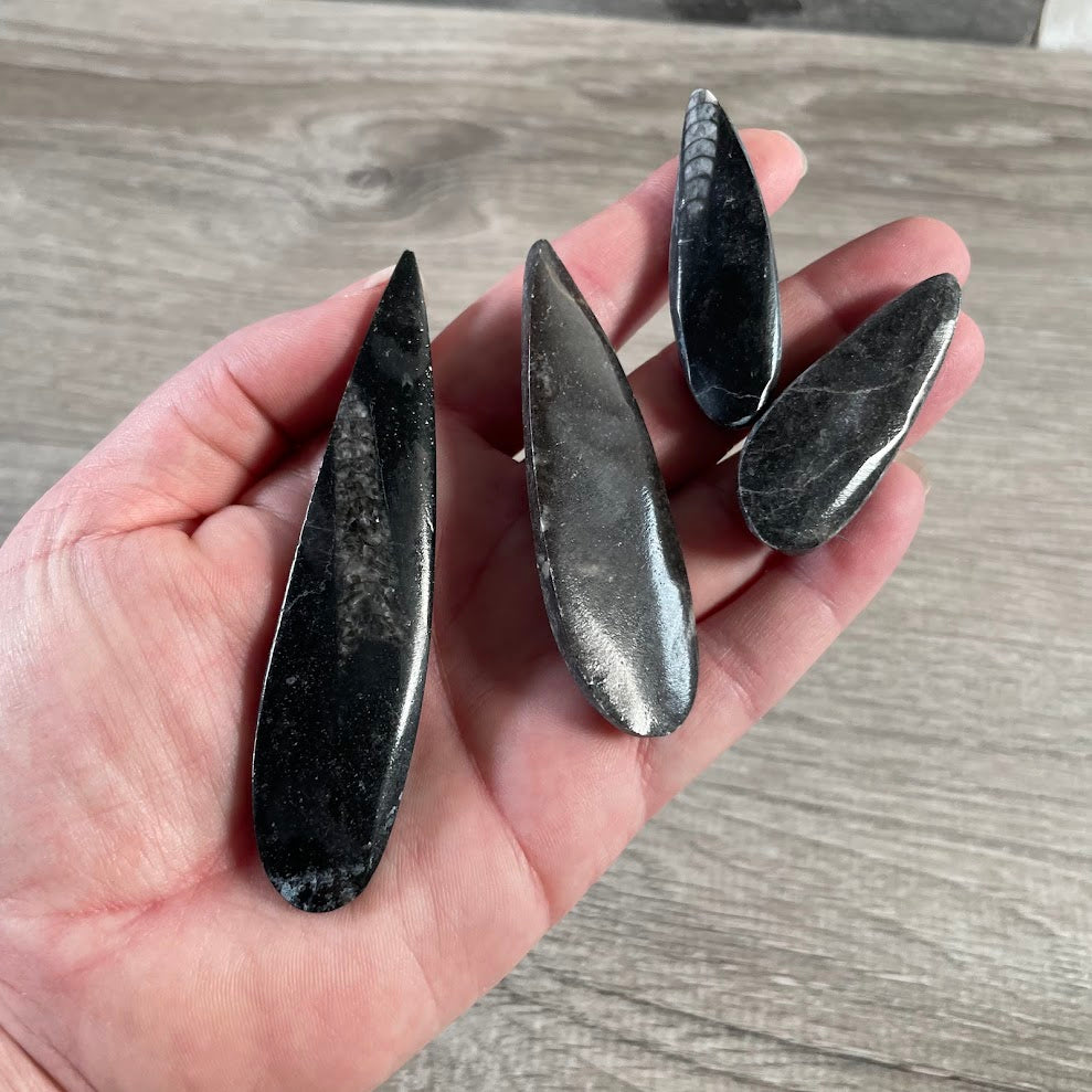 Orthoceras Fossil Black Limestone – Polished Prehistoric Cephalopod Fossil Specimen