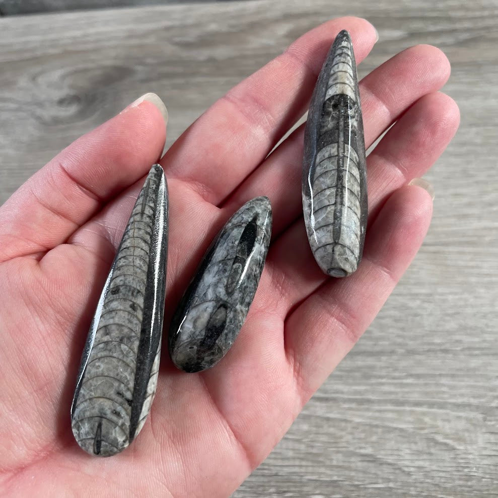 natural Orthoceras fossil slab black limestone for gift shops