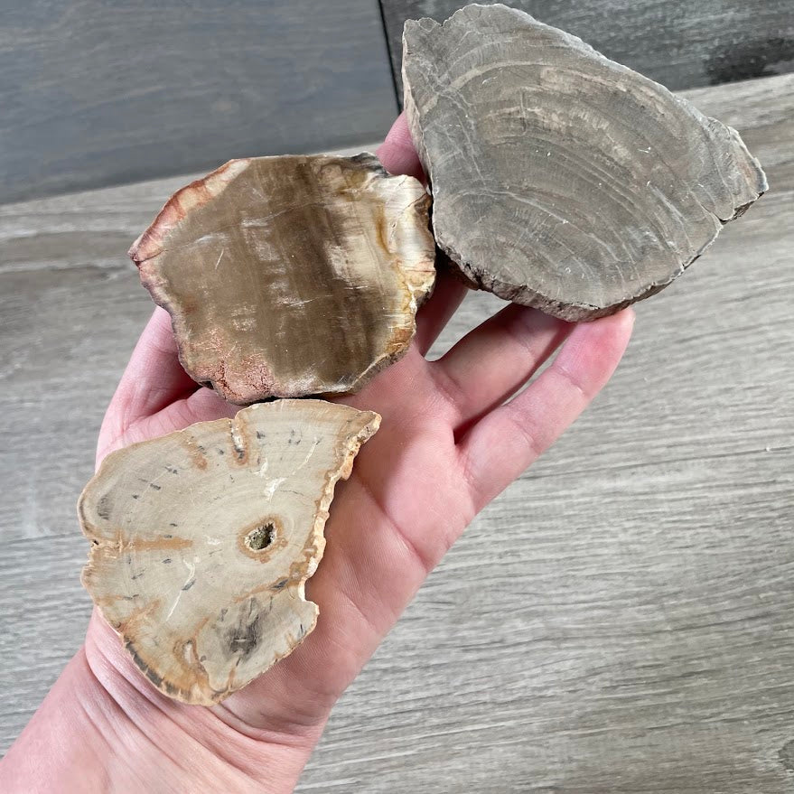 Petrified Wood Front Polished Slices | Wholesale Fossil Wood Decor