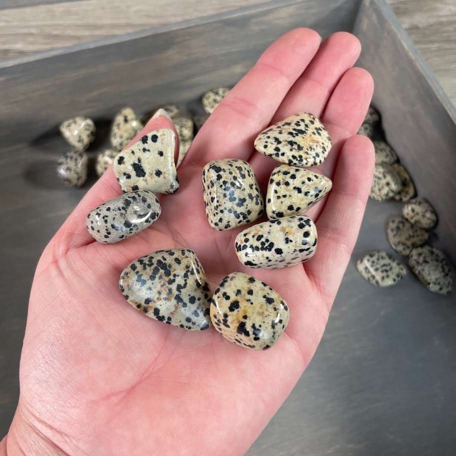 1 lb Dalmatian Jasper stones for crystal shops