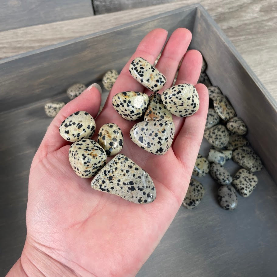 Dalmatian Jasper crystal lot for gift shop inventory