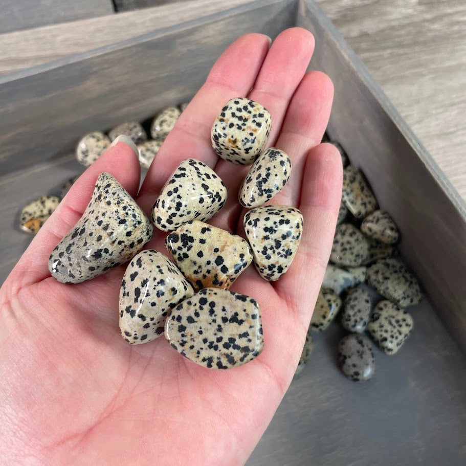 Dalmatian Jasper tumbled stones energy healing supply