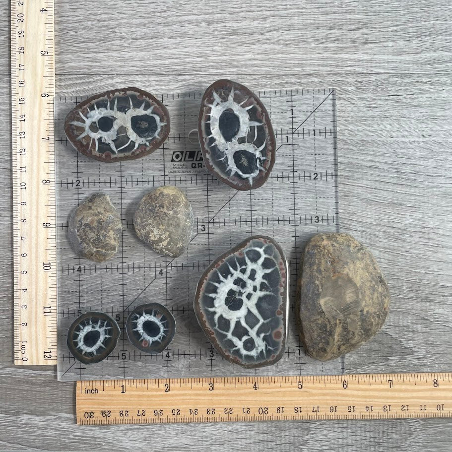 Septarian Nodule Fossil Pair – Natural Geode Set