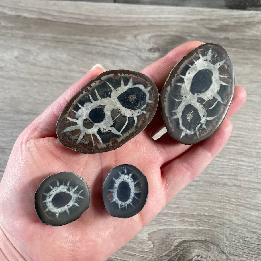 Septarian Fossil Display Stones for Crystal Retailers