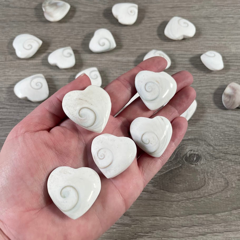 Wholesale metaphysical Shiva Eye shells