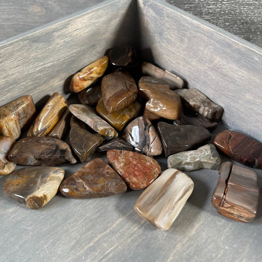 natural petrified wood crystals bulk wholesale for shops