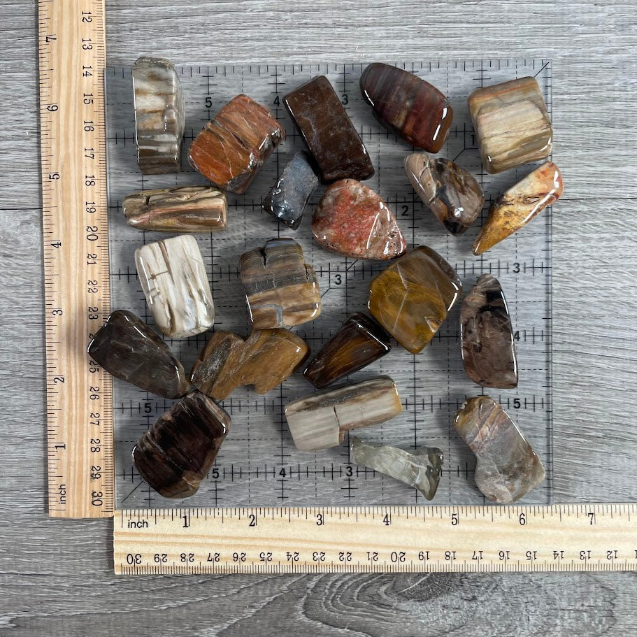 bulk petrified wood pound crystal retailer supply