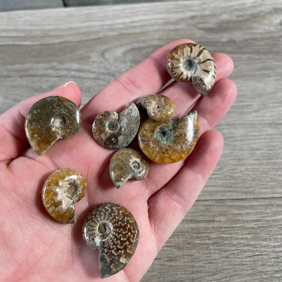 Wholesale ancient ammonite fossil with natural texture and spiral shell formation