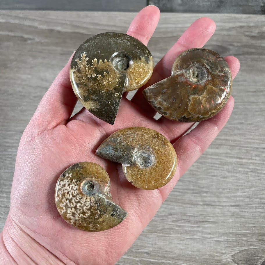 Ammonite Fossils – Natural Prehistoric Shell Specimens for Collectors & Decor