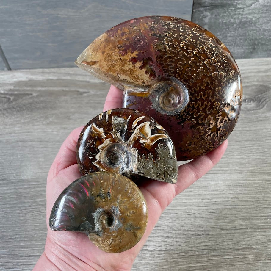 Ammonite Fossils – Natural Prehistoric Shell Specimens for Collectors & Decor