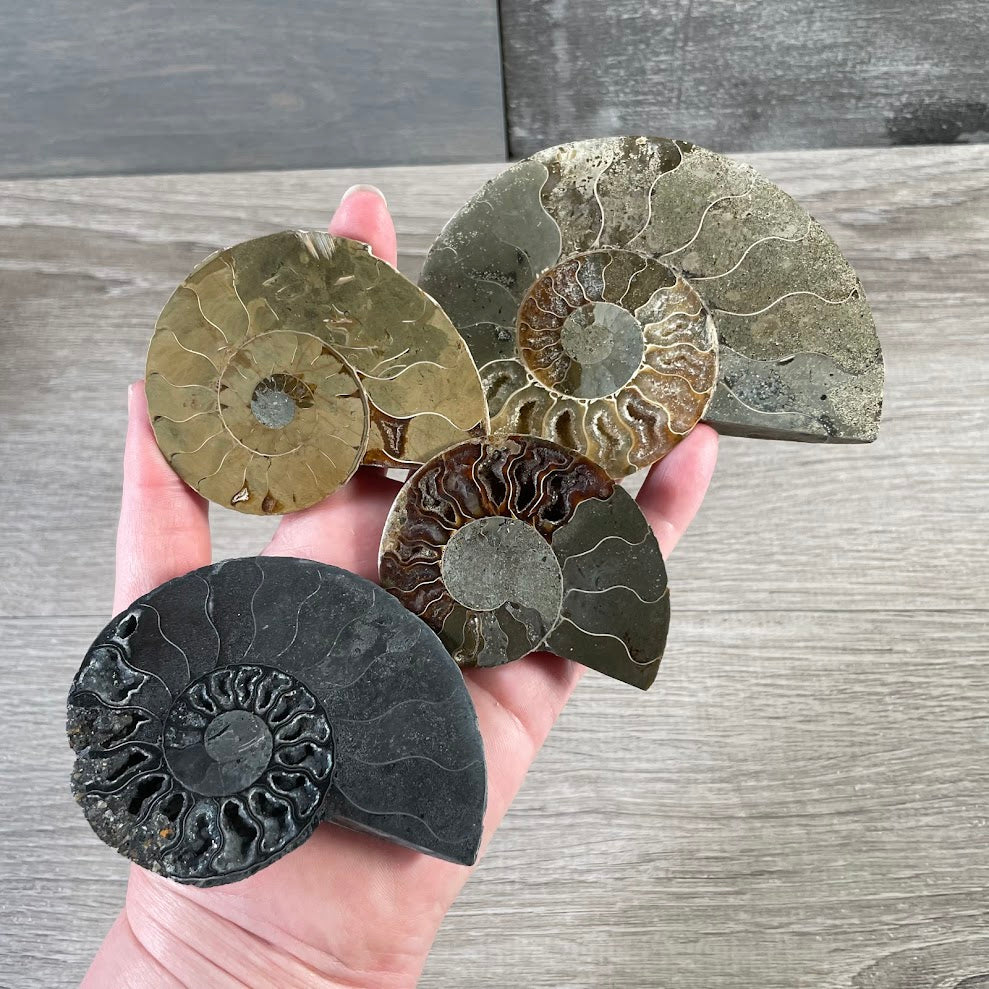 Ammonite fossil specimen with earthy tones and prehistoric shell texture