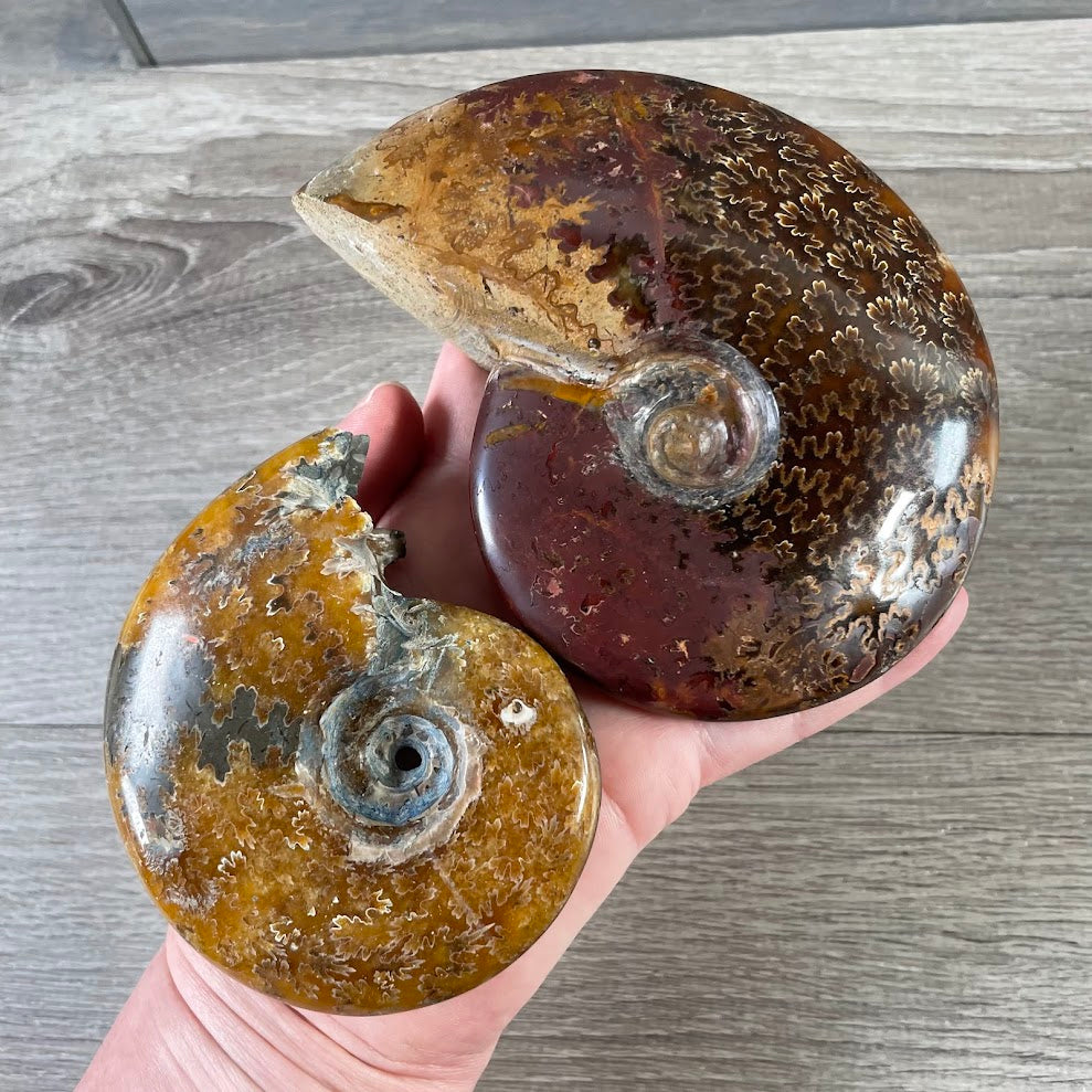 Ancient ammonite shell fossil specimen for geology and natural history collections for rock shop supply