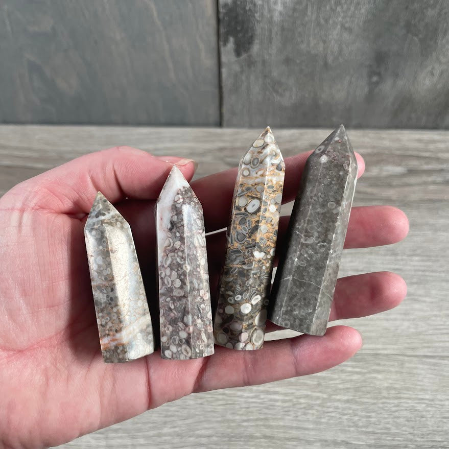 Fossil coral for resale