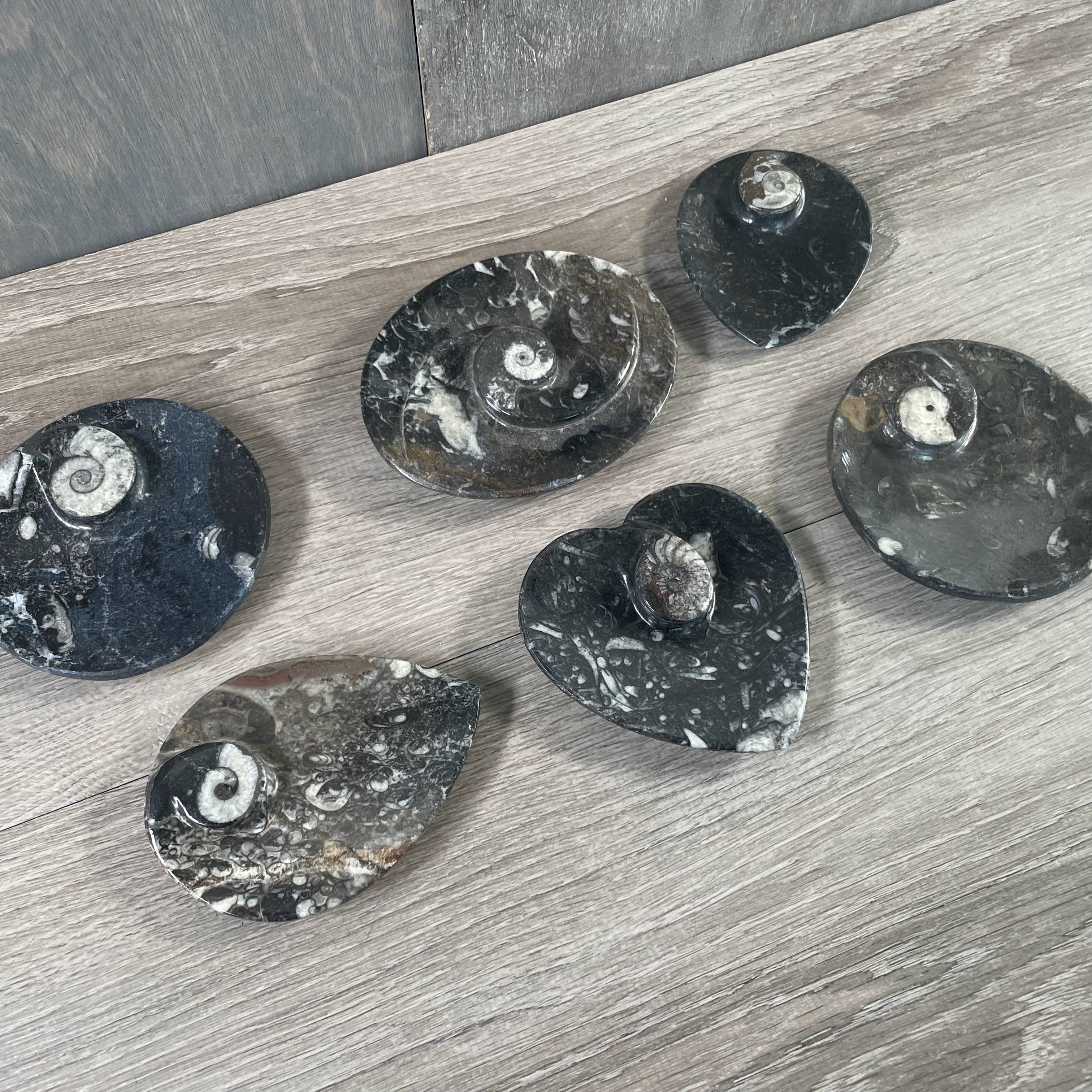 assorted shape ammonite dish