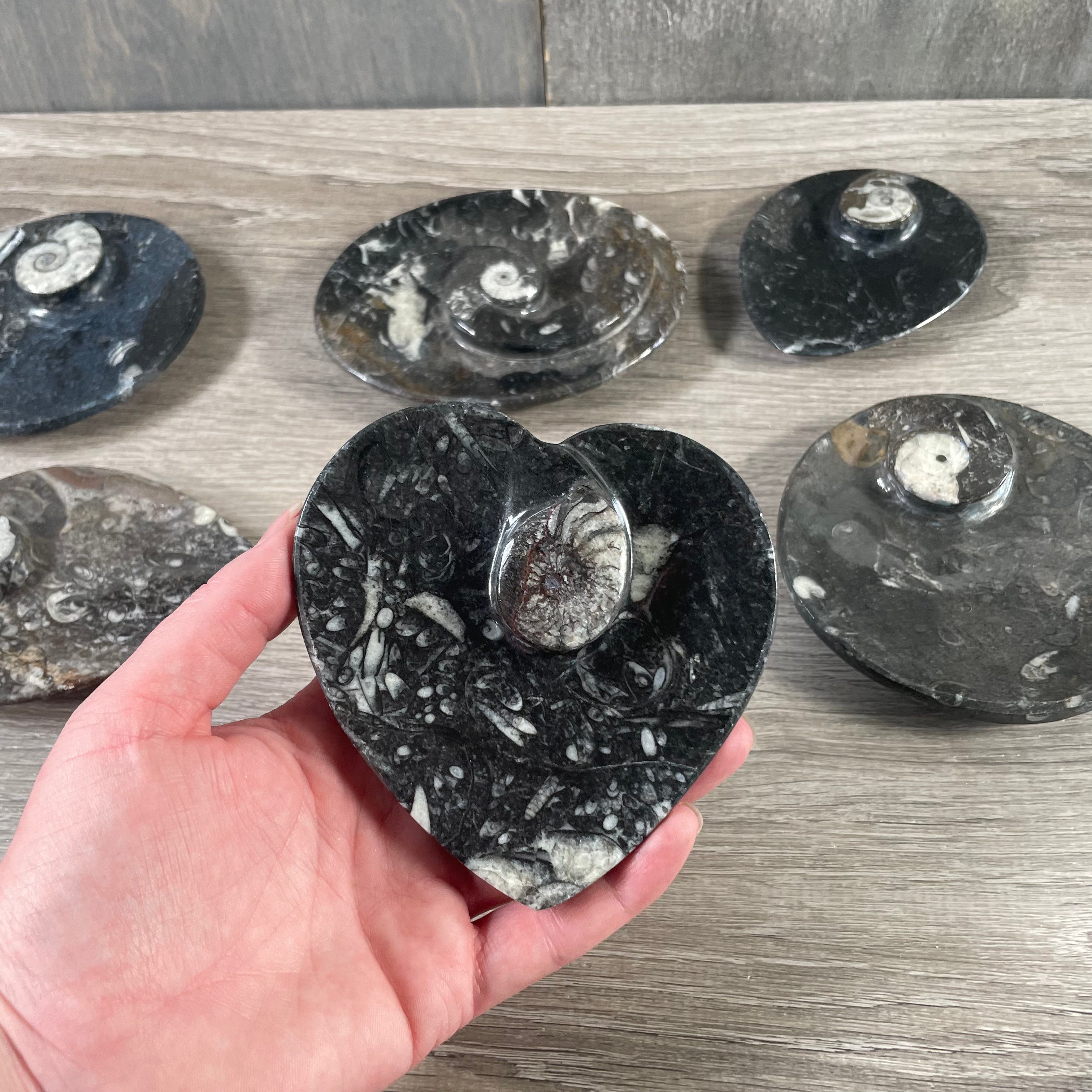 ammonite crystal holder