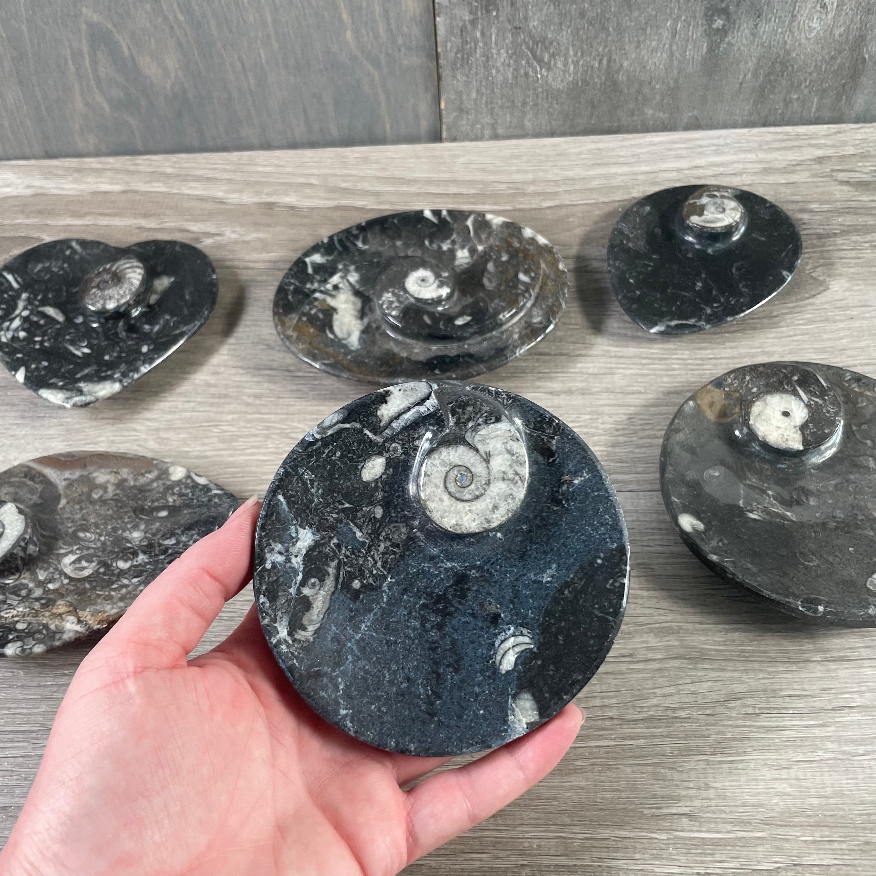 unique fossil home accents for resale