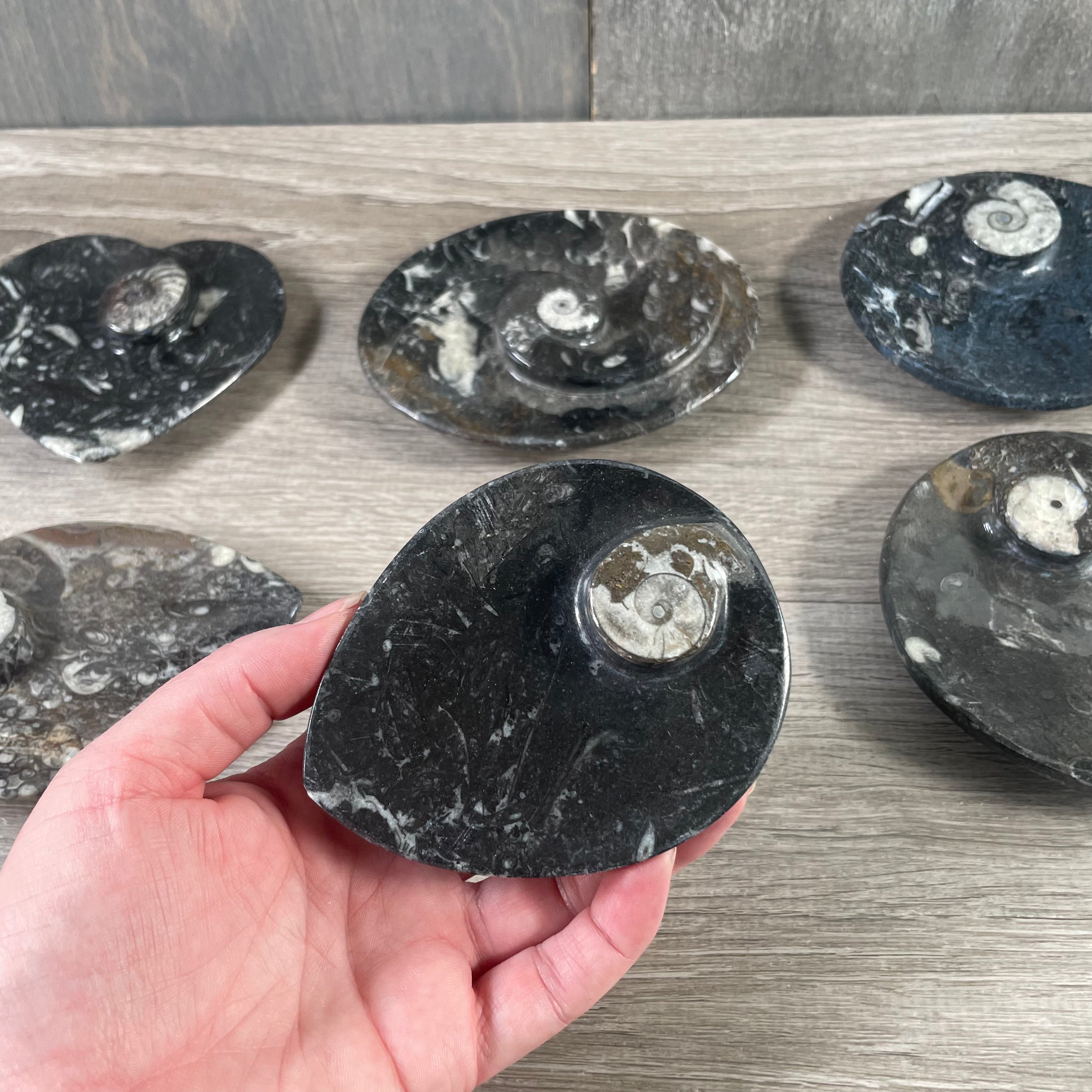 ammonite fossil bowl wholesale