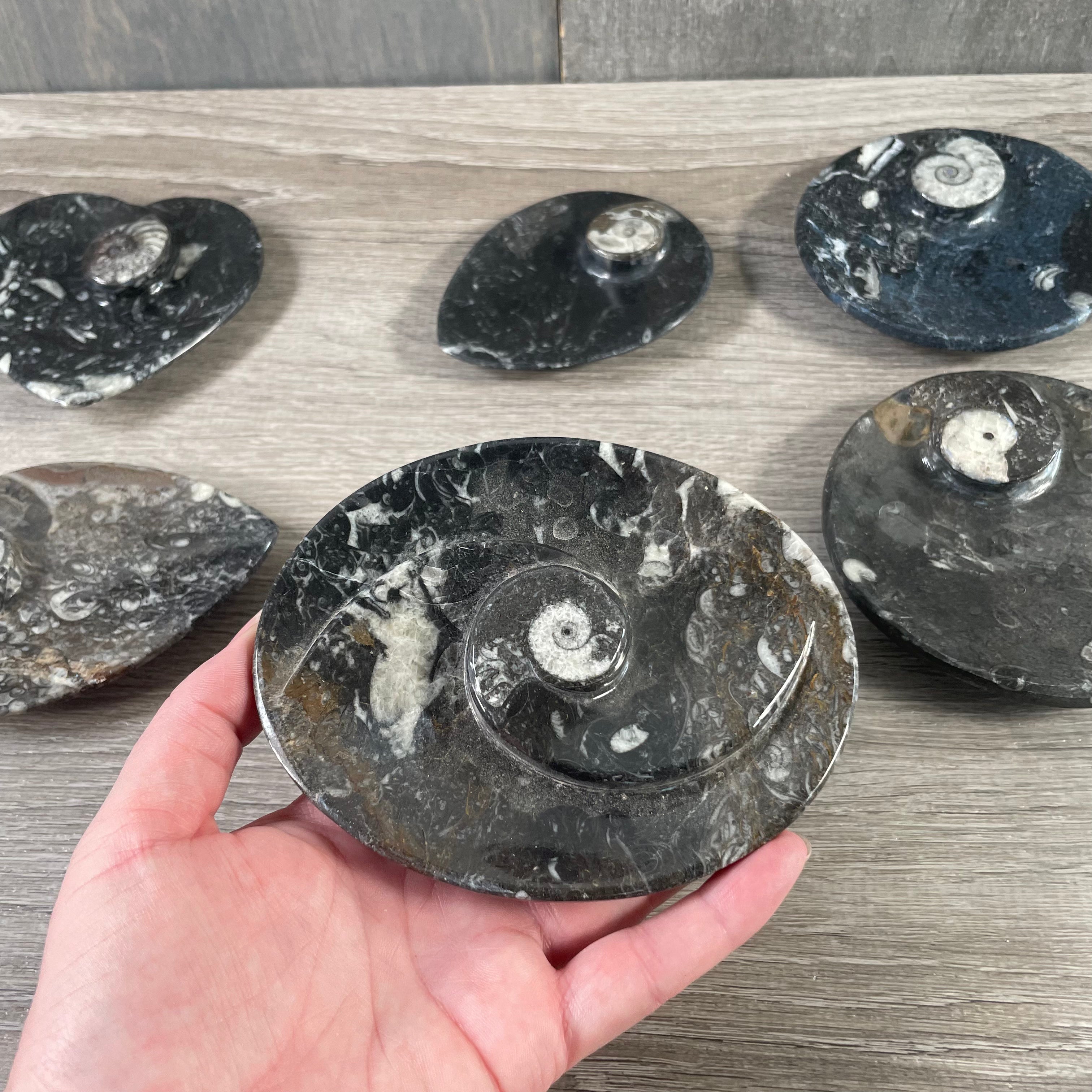wholesale fossilized ammonite dish