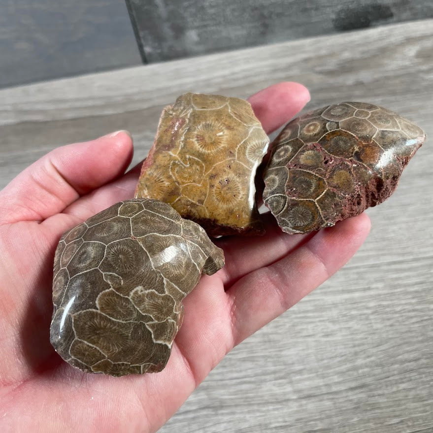 Natural fossil coral chunk with polished face and raw edges bulk wholesale