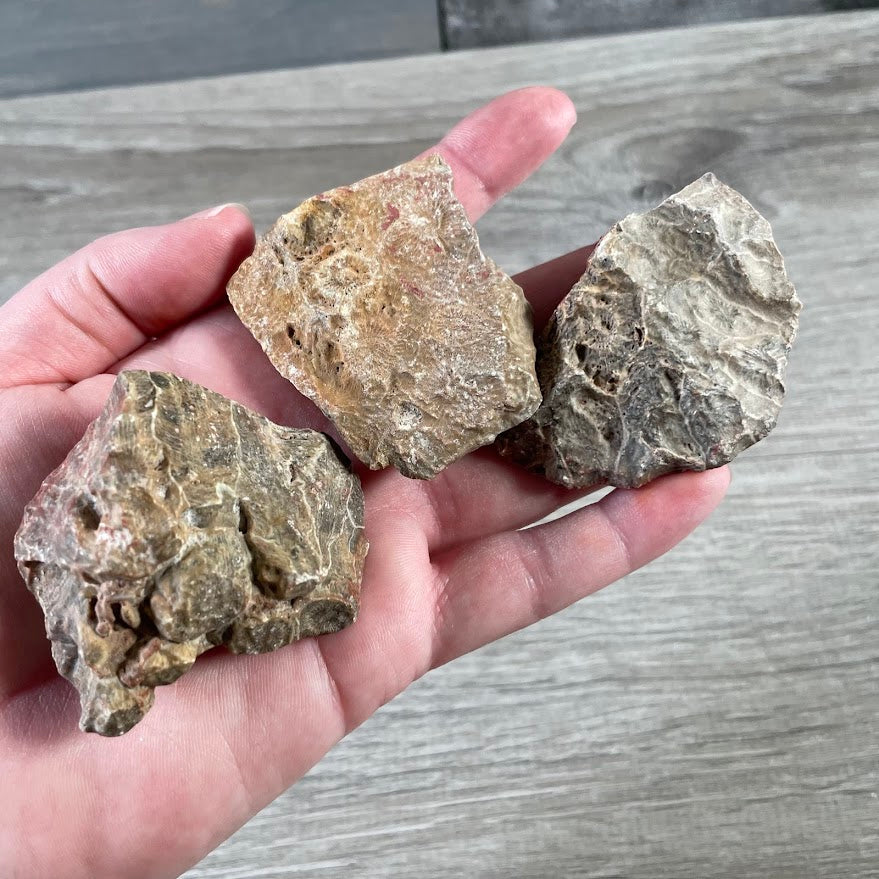 Fossil Coral Front-Polished Chunks | Natural Fossil Decor