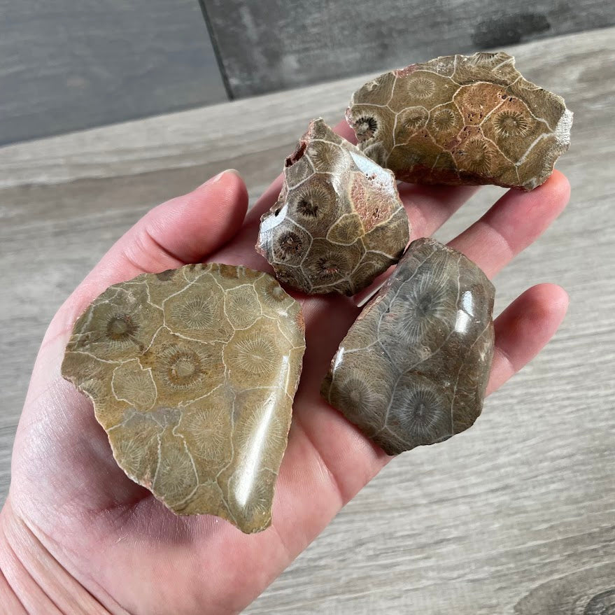 Fossil coral display stone with front-polished finish for rock shops