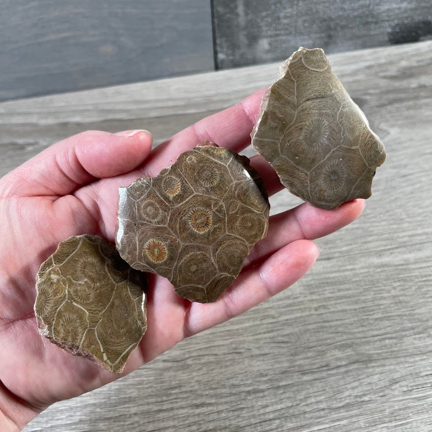 Natural coral fossil stone for display and gift shops