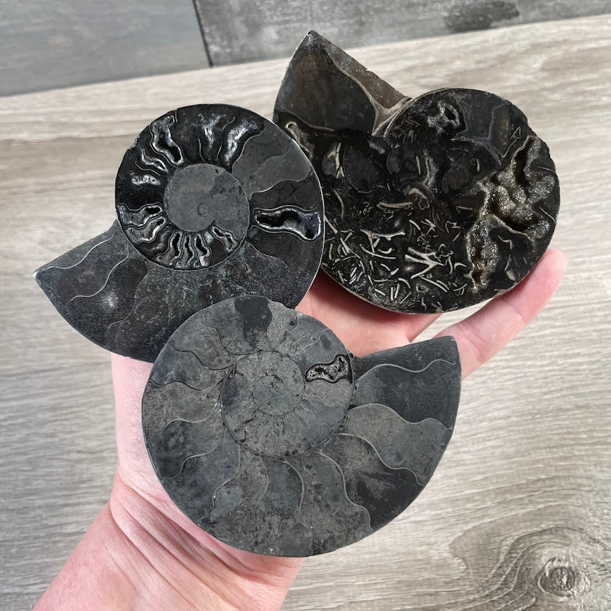 Ammonite Fossils – Natural Prehistoric Shell Specimens for Collectors & Decor