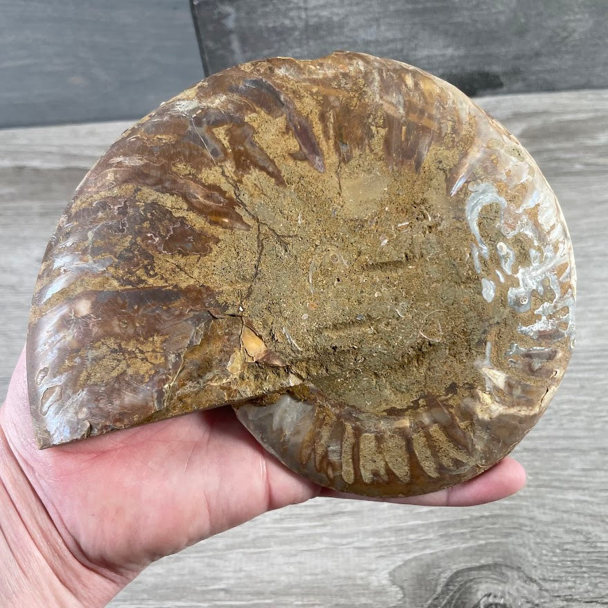 Ammonite Fossils – Natural Prehistoric Shell Specimens for Collectors & Decor