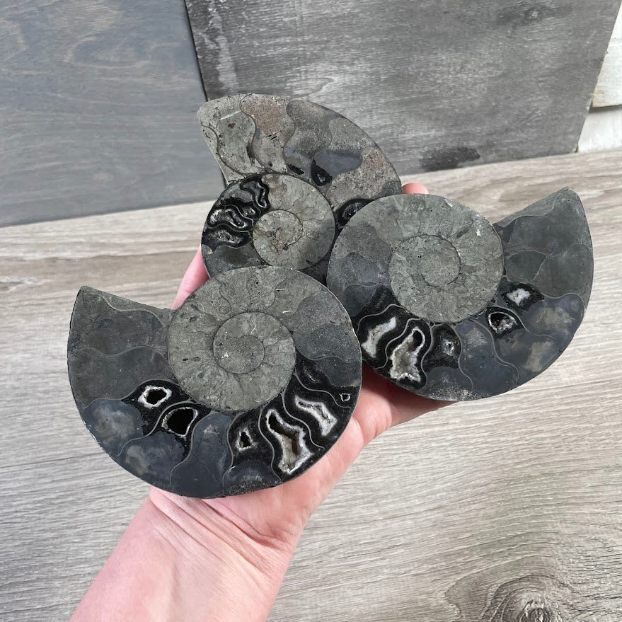 Ammonite Fossils – Natural Prehistoric Shell Specimens for Collectors & Decor