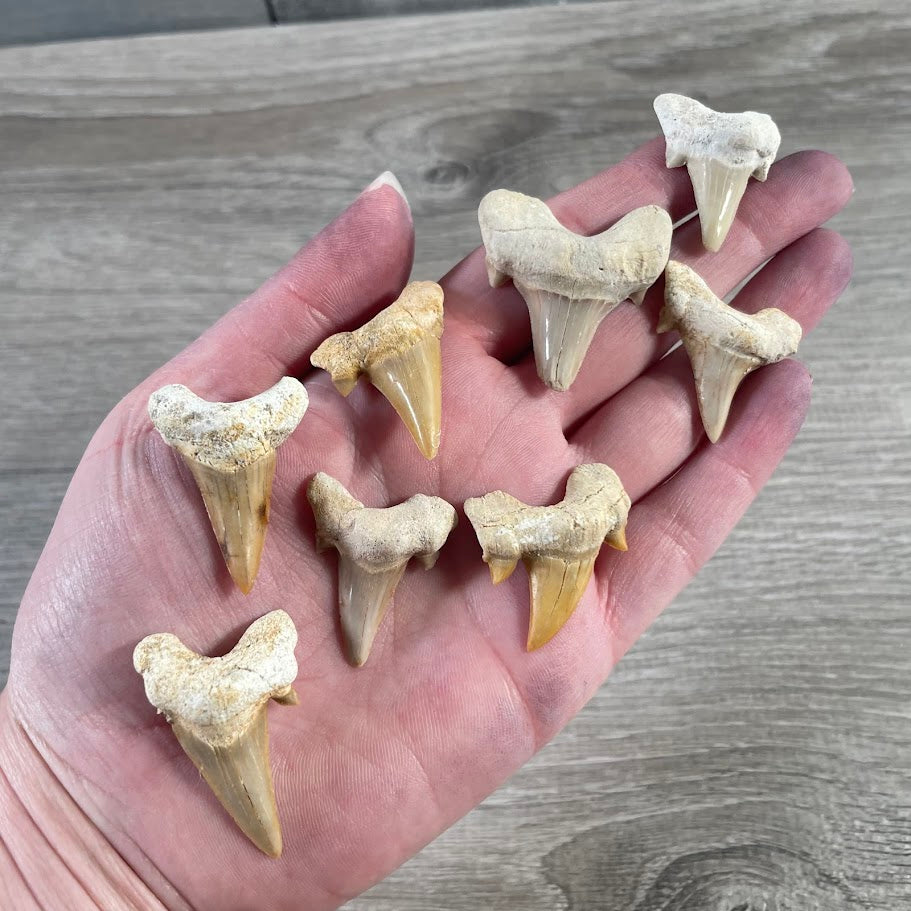 Bulk Natural Shark Teeth Fossils – 1" Authentic Shark Tooth Wholesale