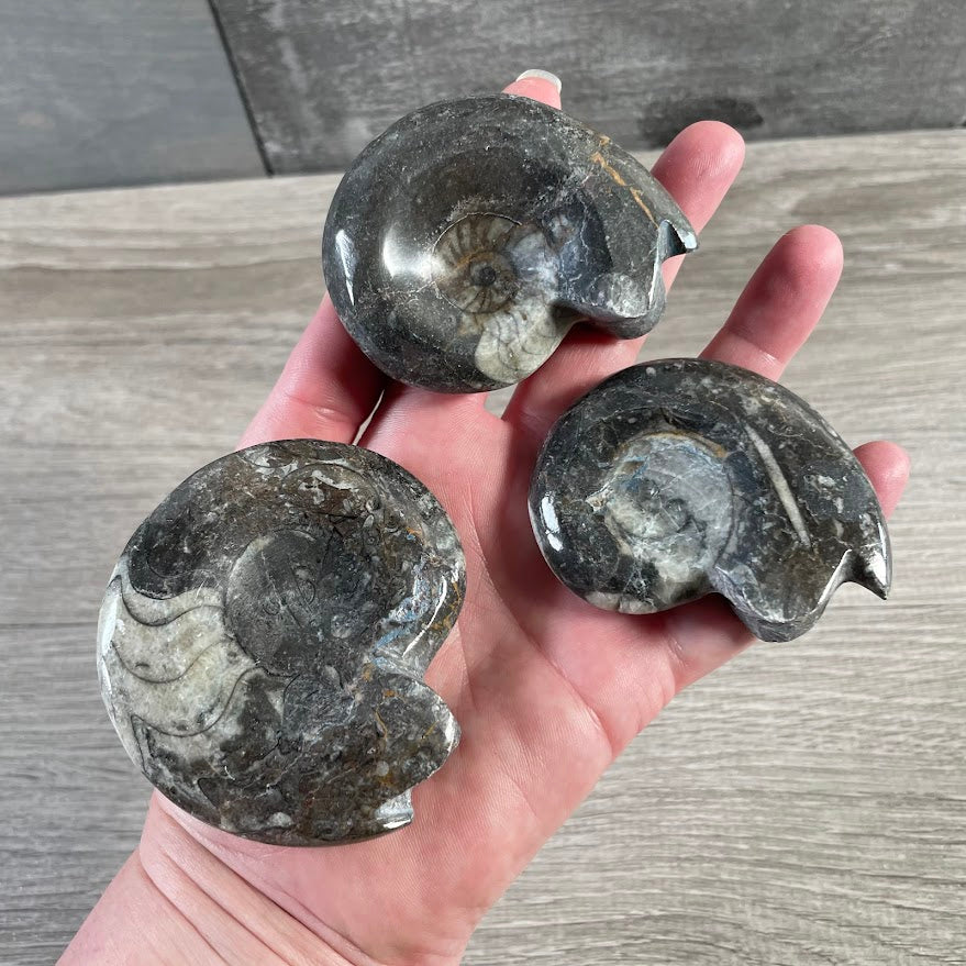 Goniatite fossil collection for metaphysical shops and gift stores