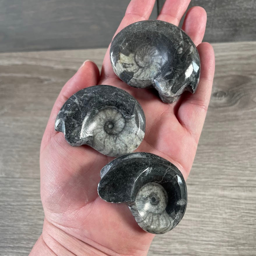 Wholesale fossil display pieces for crystal and mineral retailers