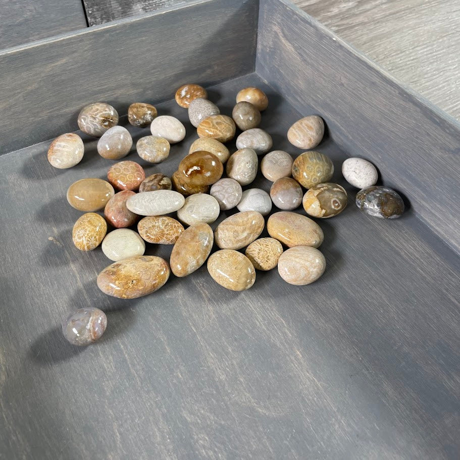 Wholesale fossil coral stones for crystal retailers