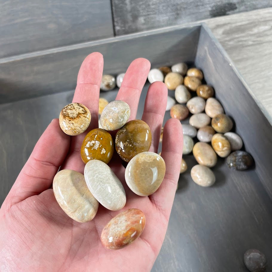 Natural fossil coral polished tumbled stones
