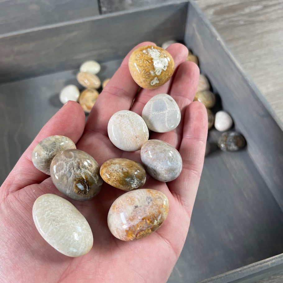 Metaphysical fossil coral stones bulk
